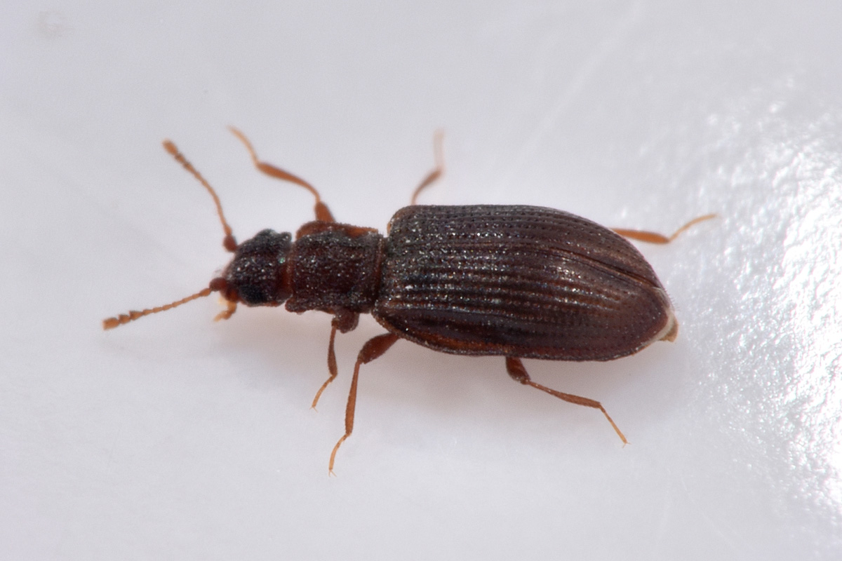 Latridiidae: Latridius sp?